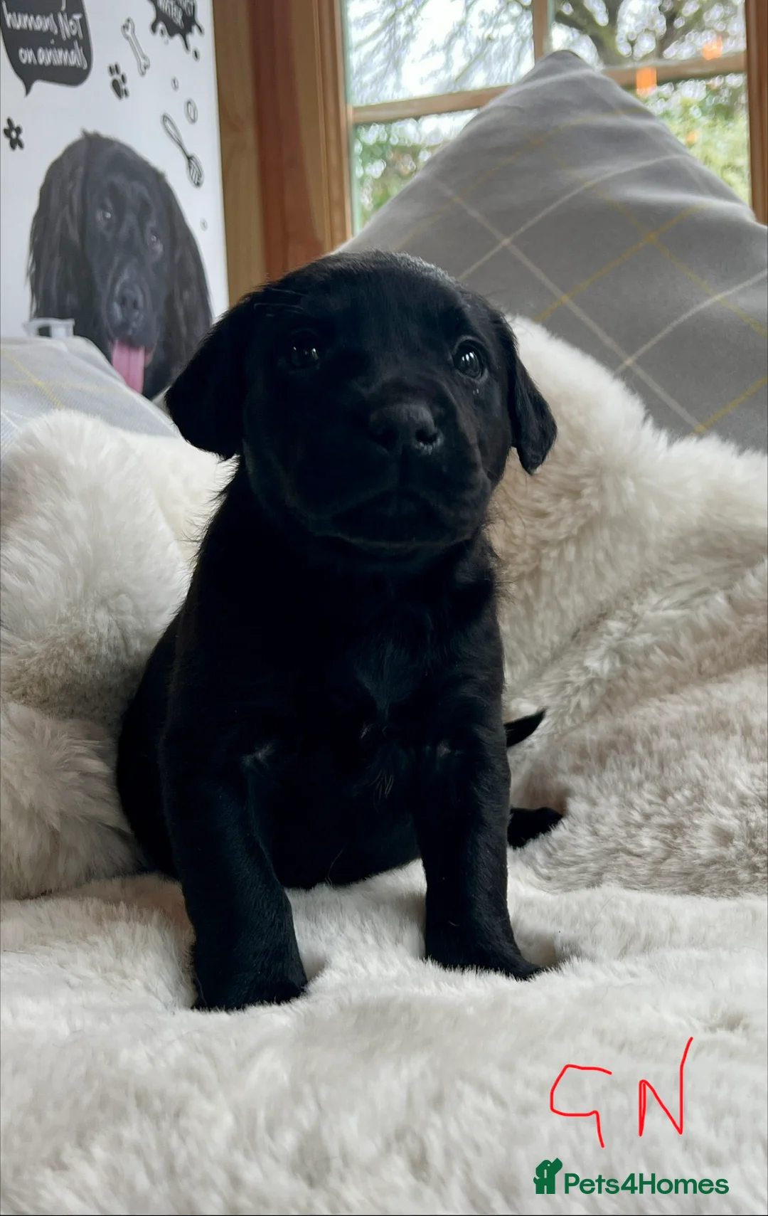 Labrador Retriever dogs for sale: KC black Labradors  - Advert 19