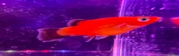 Live Bearers fish for sale: Guppies platies and Danios for sale  in Bromley - Advert 3