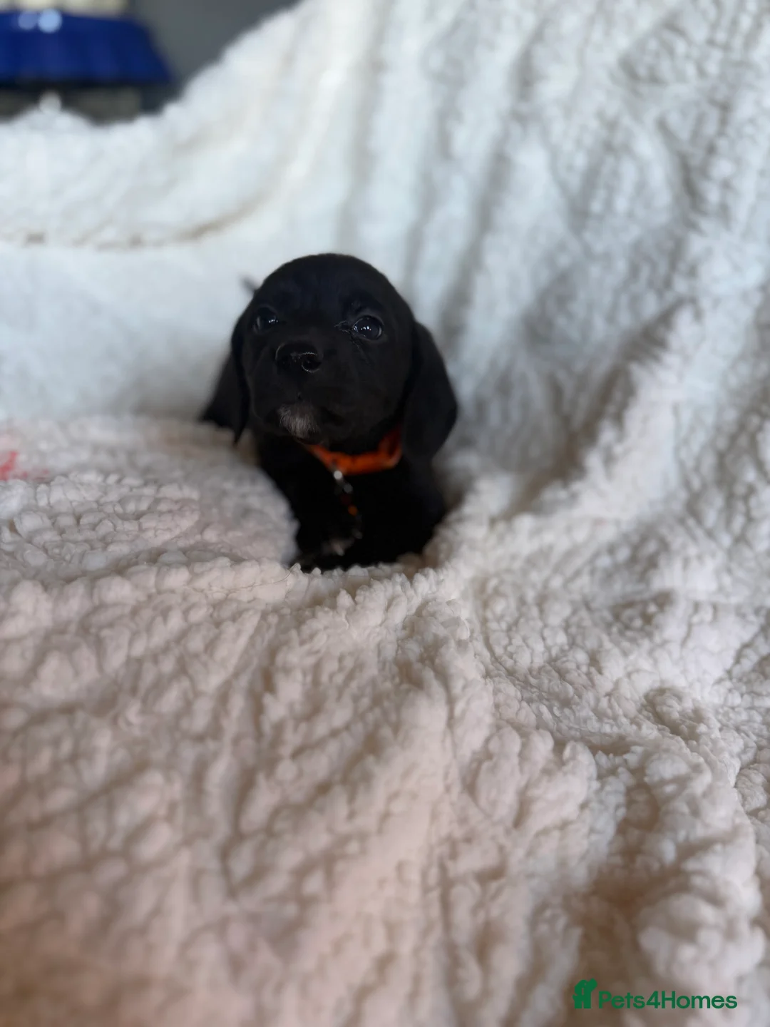 Mixed Breed dogs for sale: 9 playful beagledoor  - Advert 12