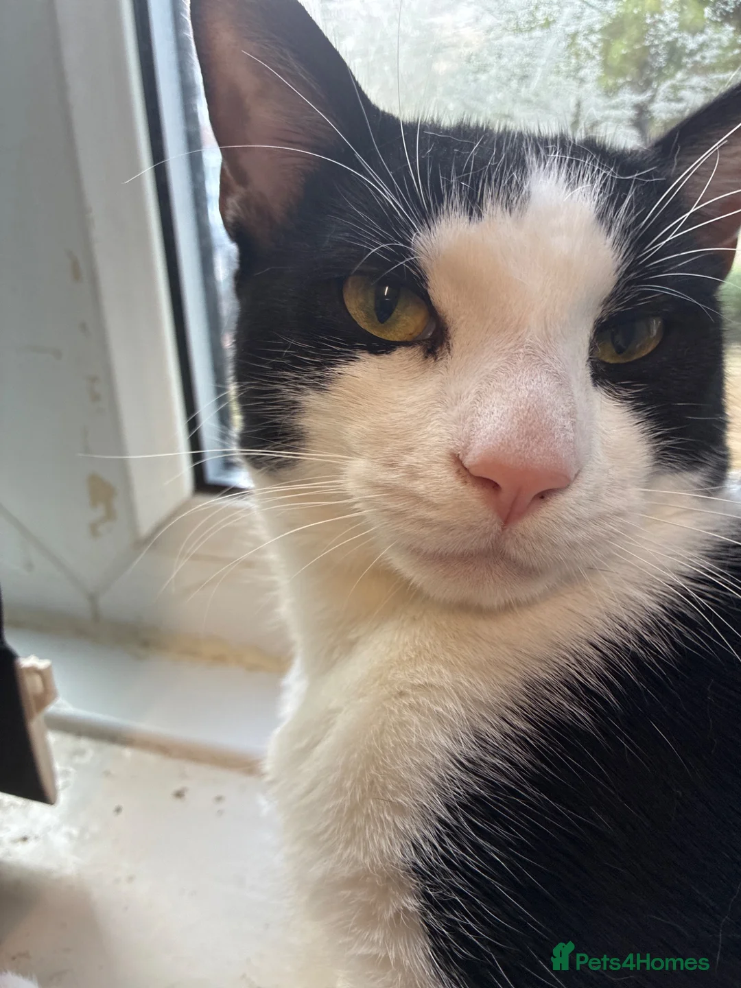 Mixed Breed cats for sale: Male cat mixed breed black and white - Advert 2