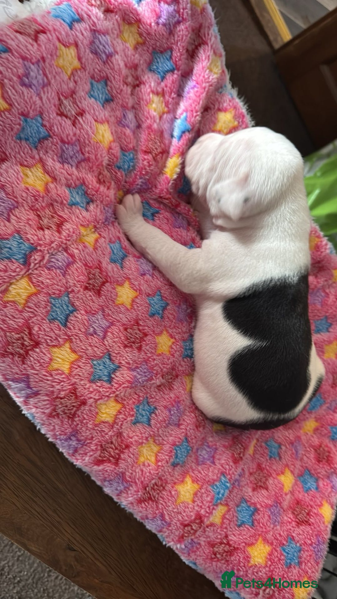 Staffordshire Bull Terrier dogs for sale: Staffordshire bull terrier  - Image 2