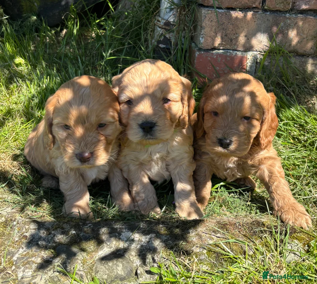 Cocker Spaniel dogs for sale: Stunning Cockapoo F1 Puppies KC Parents  - Advert 2