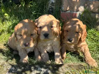 Cocker Spaniel dogs Stunning Cockapoo F1 Puppies KC Parents - Advert 18