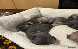French Bulldog dogs for sale: 5⭐️ french bulldog pups 🐾 - Image 6