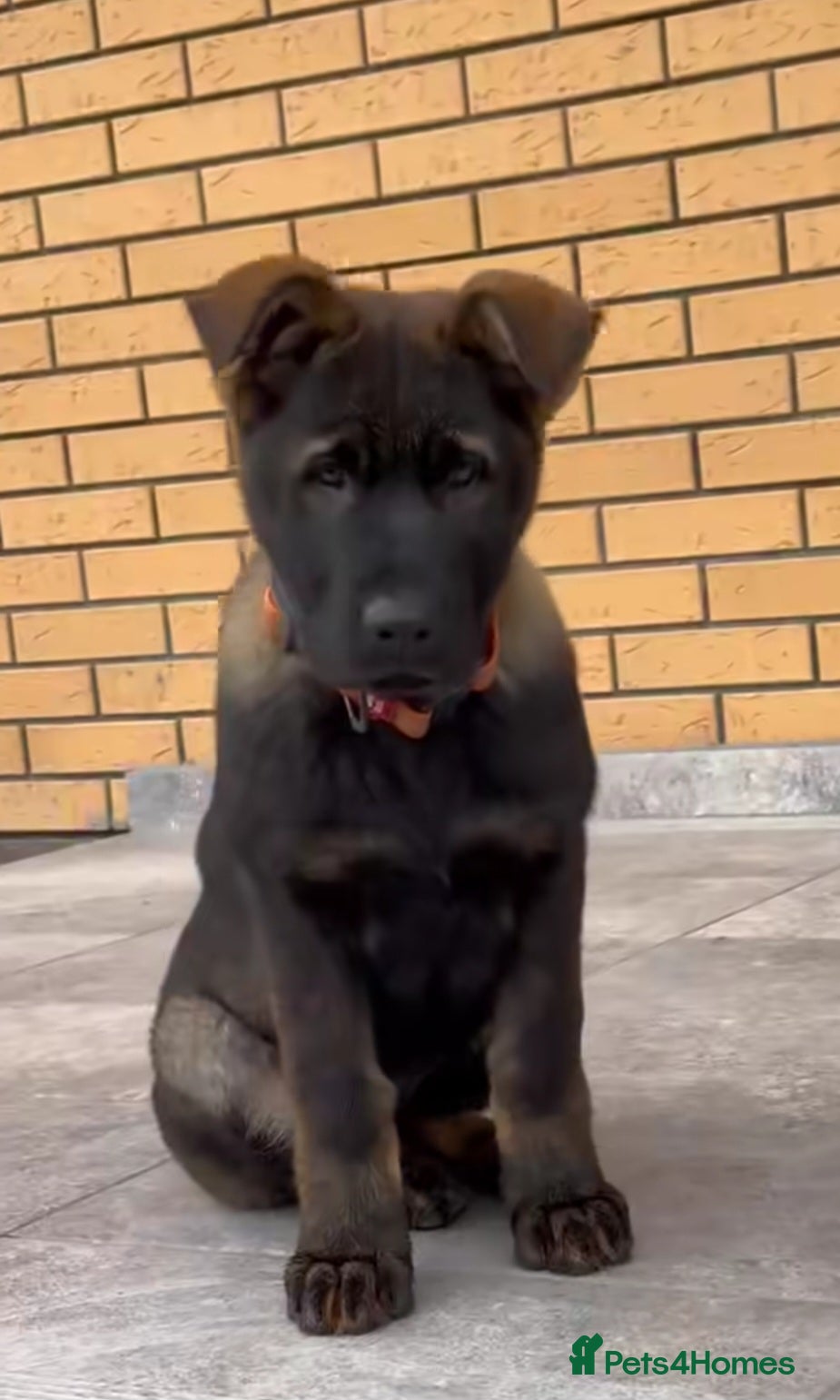 German Shepherd dogs CZECH LINES,Kennel Club Registred GSD PUPS  - Advert 3