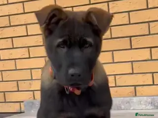 German Shepherd dogs CZECH LINES,Kennel Club Registred GSD PUPS - Advert 3
