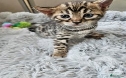 Bengal cats for sale: Lovely bengal kittens(Tica reg.)😍 - Image 27
