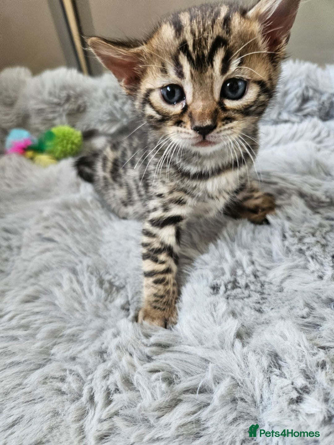 Bengal cats for sale: Lovely bengal kittens(Tica reg.)😍 - Image 27