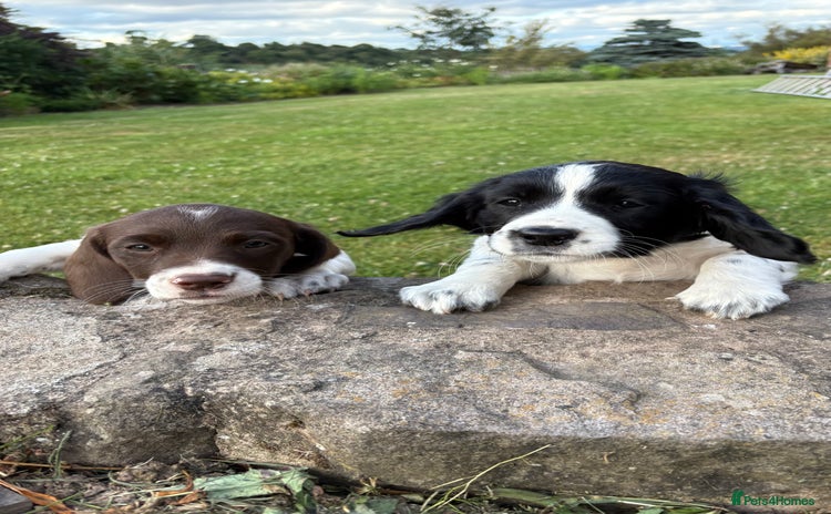 Mixed Breed dogs - Advert 1