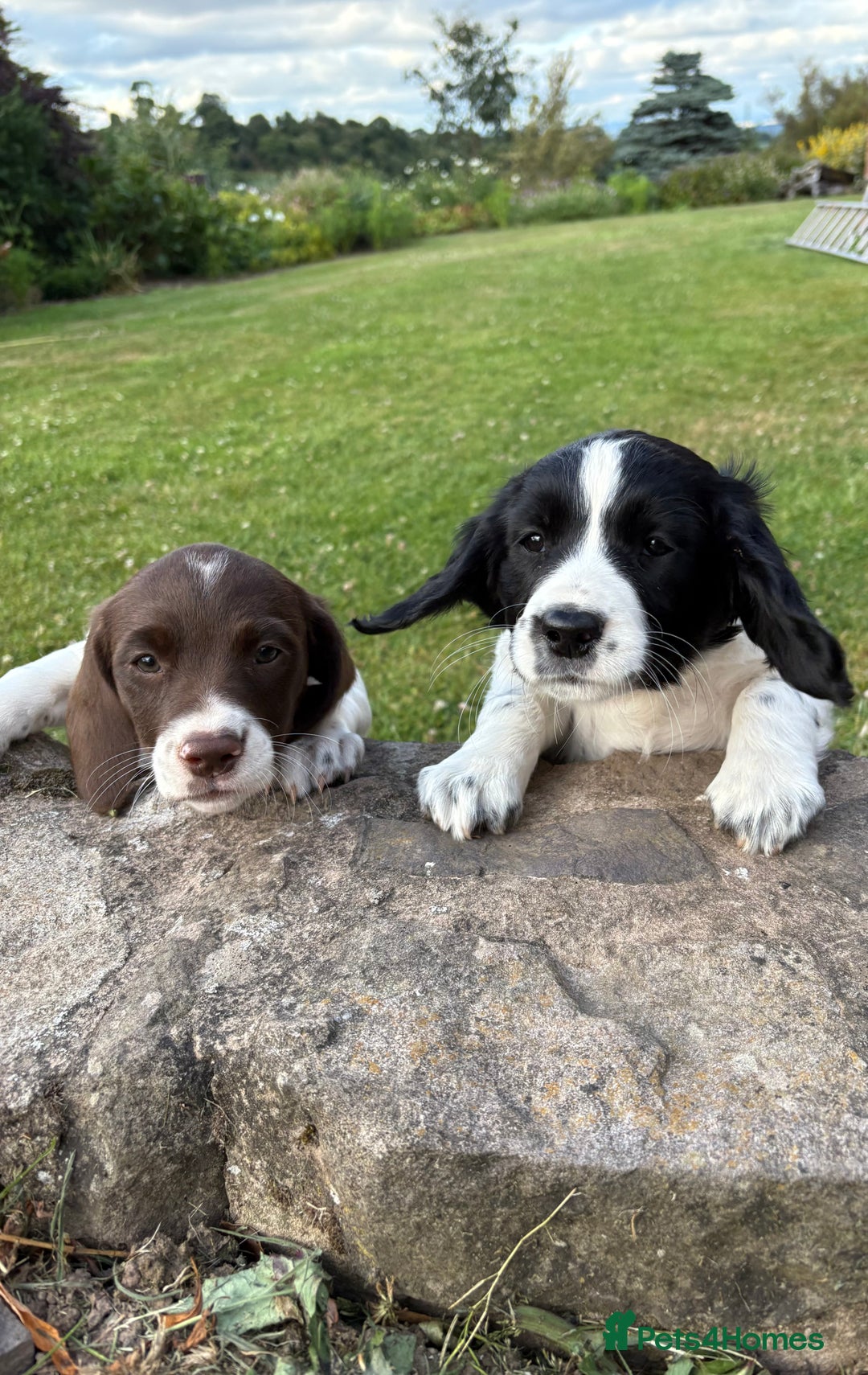 Mixed Breed dogs for sale: One Sprockador bitch pup available.  - Image 1