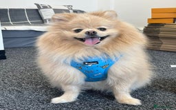 Pomeranian dogs for sale: Thick bear coat Pomeranian male - Image 1