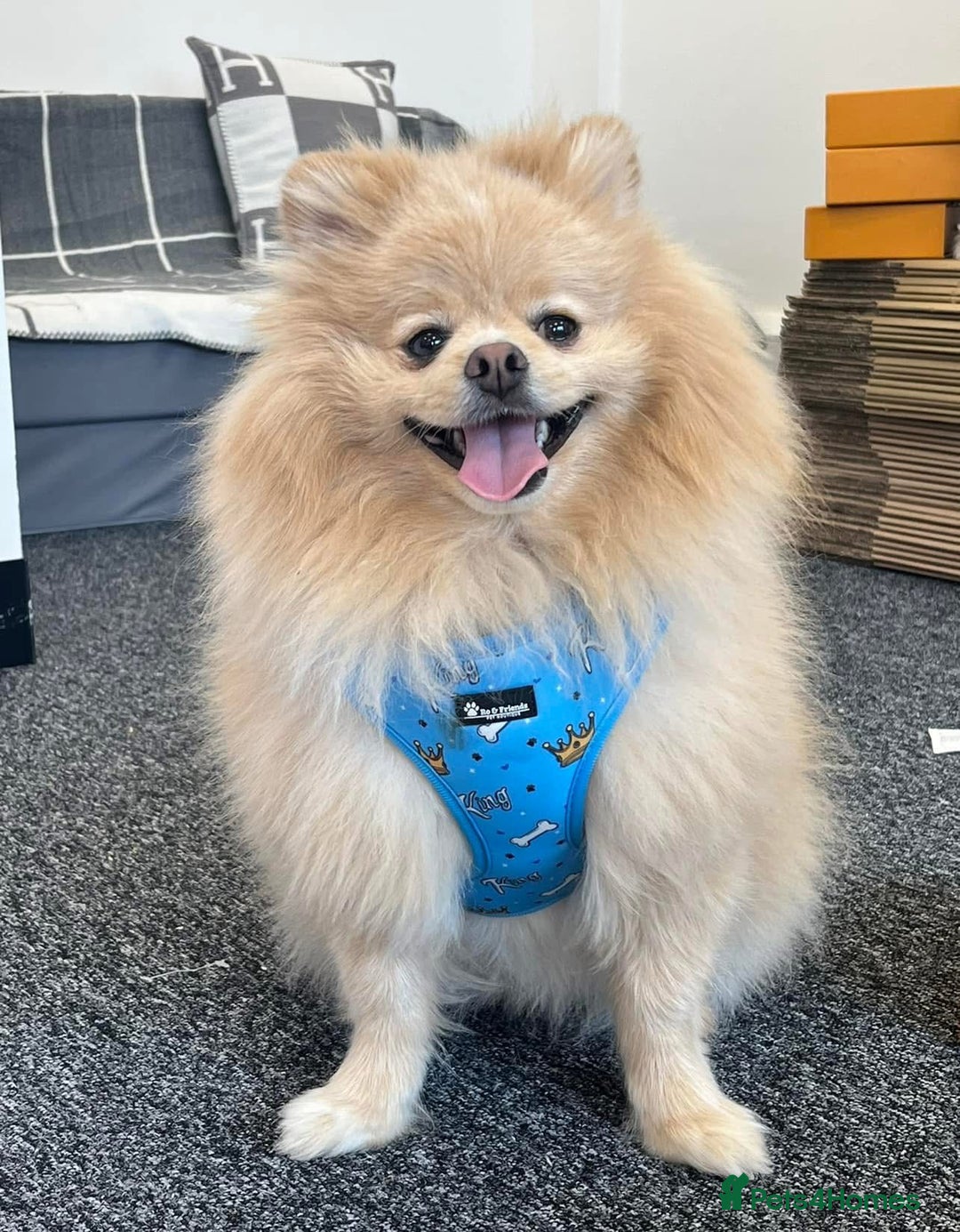 Pomeranian dogs for sale: Thick bear coat Pomeranian male - Image 1