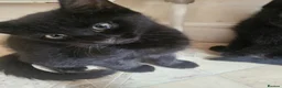 Mixed Breed cats for sale: 3 Playful Black Brother Kittens Looking for Homes - Advert 12