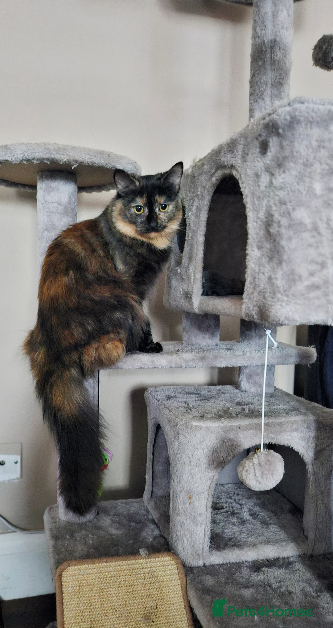 Maine Coon cats for sale: NALA  - Advert 11