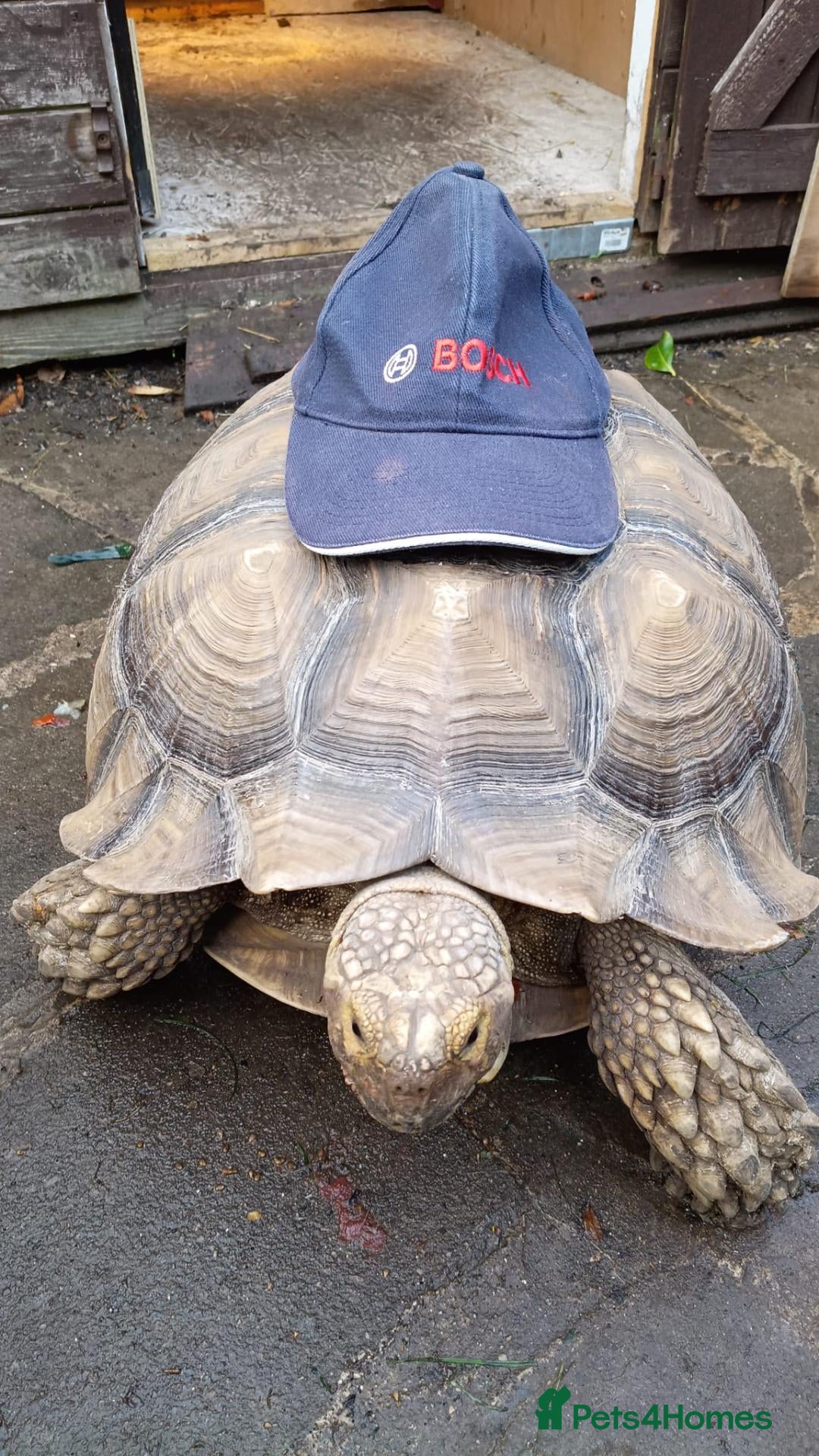 Tortoise reptiles for sale: Female sulcata tortoise - Advert 2