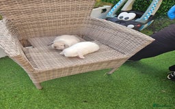 Mini Lop rabbits for sale: Pure Mini Lops - Image 4
