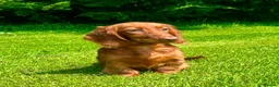 Dachshund dogs for sale: Beautiful Miniature long hair dachshund  - Advert 4