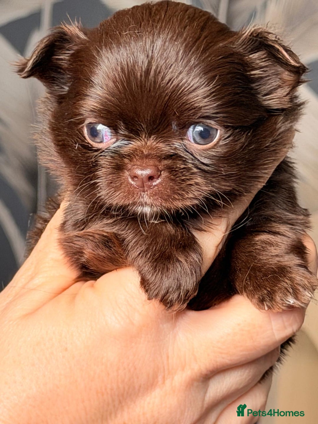 Chihuahua dogs for sale: Long coated Chihuahuas *super rare! - Advert 13