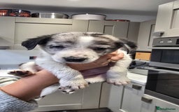 Border Collie dogs for sale: Beautiful Border Collie Puppies - Image 11