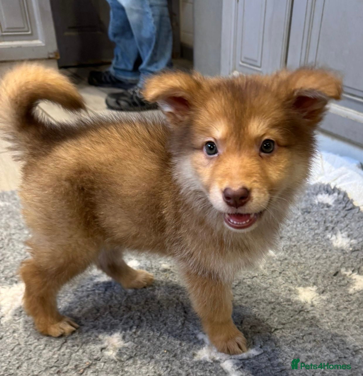 German Shepherd dogs Extensively Health Tested Puppies 🐾 - Advert 1