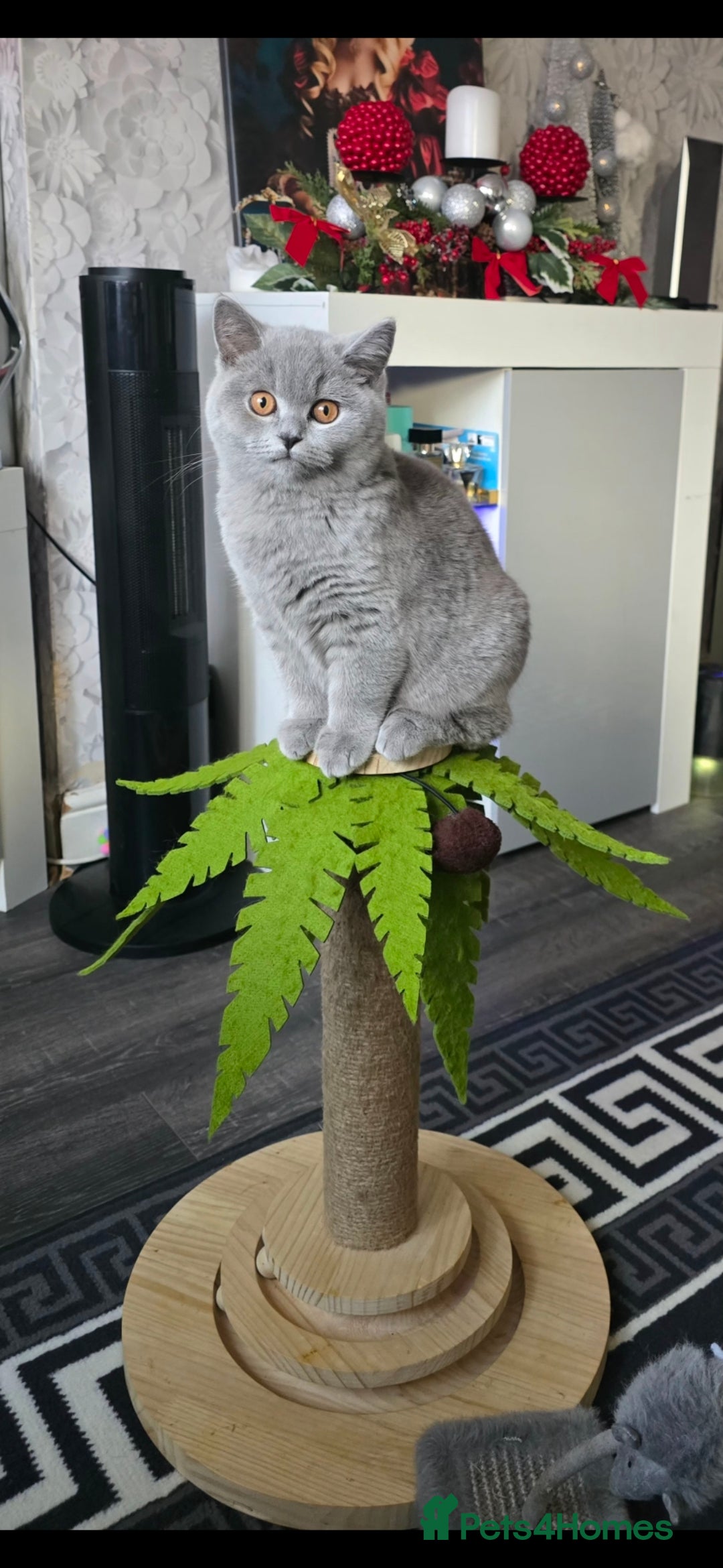 British Shorthair cats for sale: Full pedigree TICA BSH - Advert 7