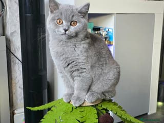 British Shorthair cats Full pedigree TICA BSH - Advert 17