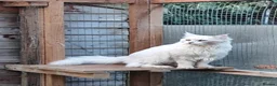 Maine Coon cats for sale: Very affectionate silver shell boy  - Advert 3