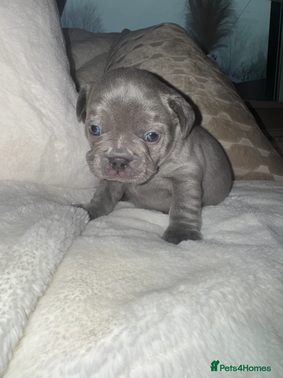 French Bulldog dogs for sale: 3 beautiful frenchie puppy’s - Advert 4