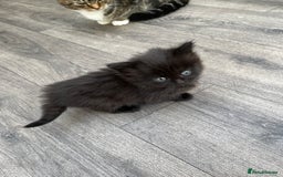 Mixed Breed cats for sale: Very friendly beautiful fluffy kittens  - Image 18