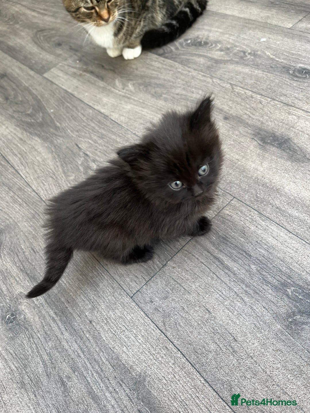 Mixed Breed cats for sale: Very friendly beautiful fluffy kittens  - Image 18