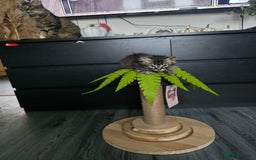 Mixed Breed cats for sale: Mixed breed kittens - Advert 1