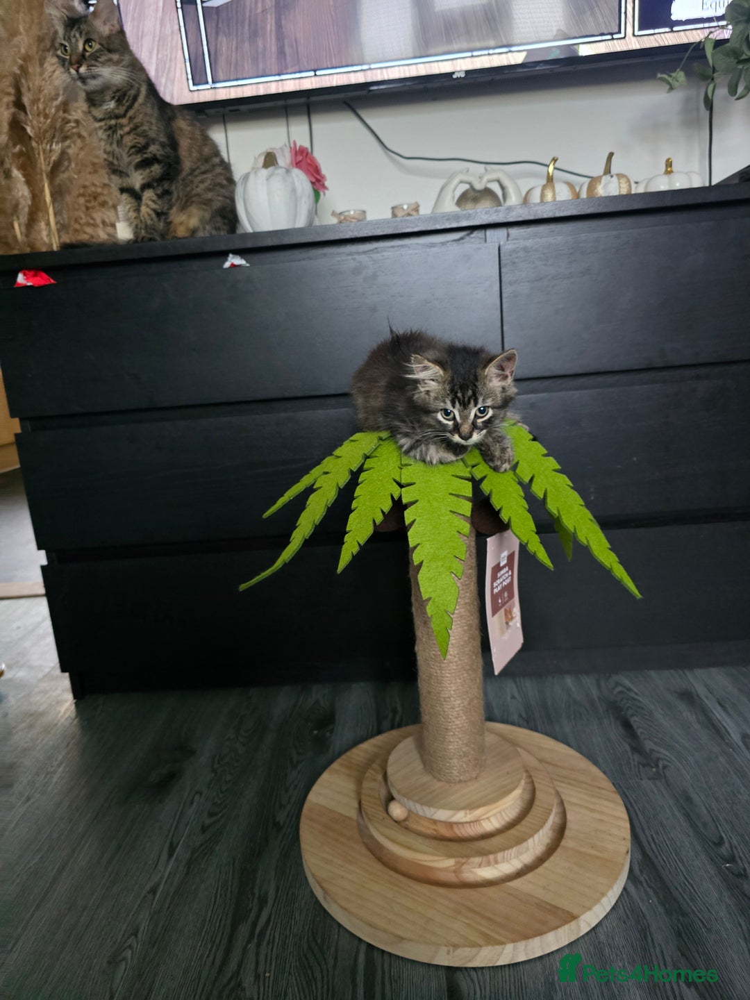 Mixed Breed cats for sale: Mixed breed kittens - Advert 1