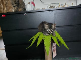 Mixed Breed cats Mixed breed kittens - Advert 16