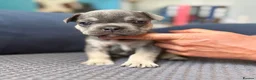 French Bulldog dogs for sale: French Bulldog Puppies – Ready 11th July  in Rossendale - Advert 29