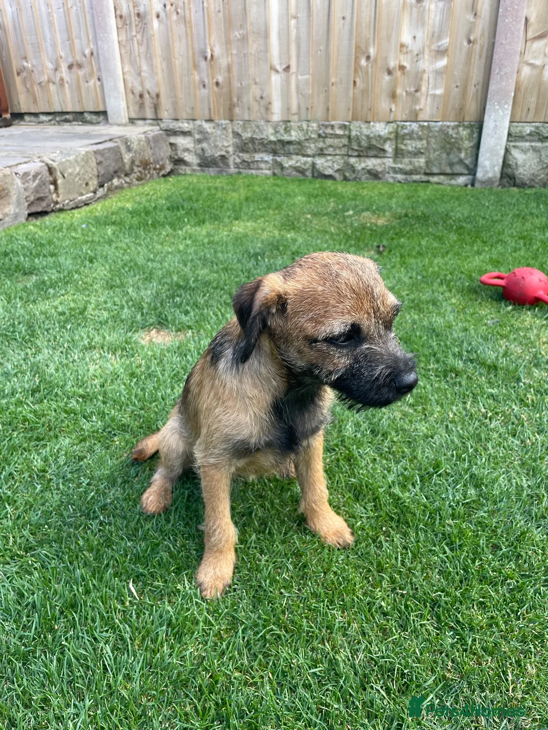 Border Terrier dogs for sale: 1 border terrier girl in Wrexham - Advert 6