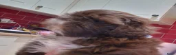 Shih Tzu dogs for sale: 🌸 Beautiful Shih Tzu Girls Available - Advert 8