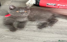 British Shorthair cats for sale: British shorthair kittens  - Image 4