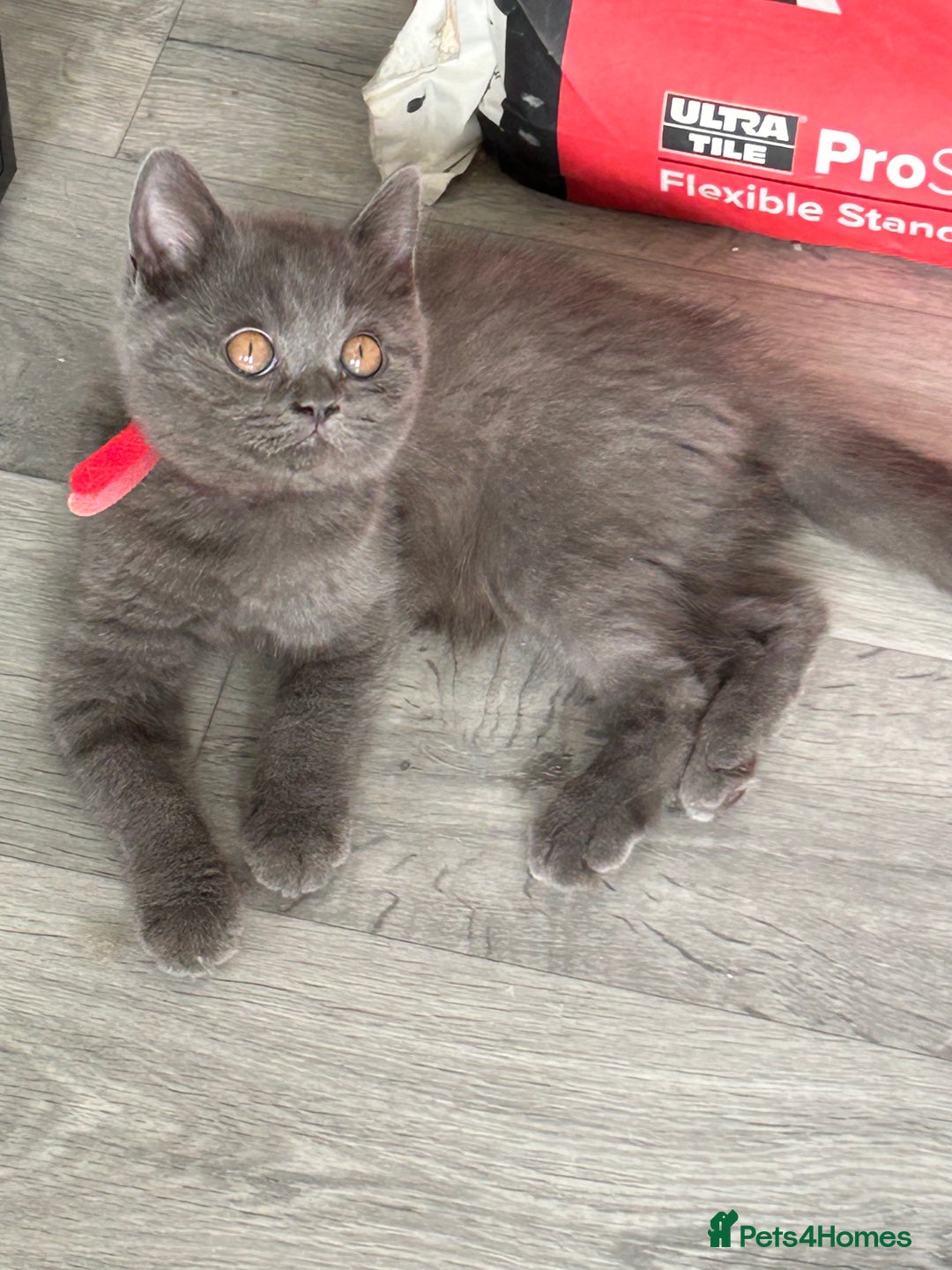 British Shorthair cats for sale: British shorthair kittens  - Image 4