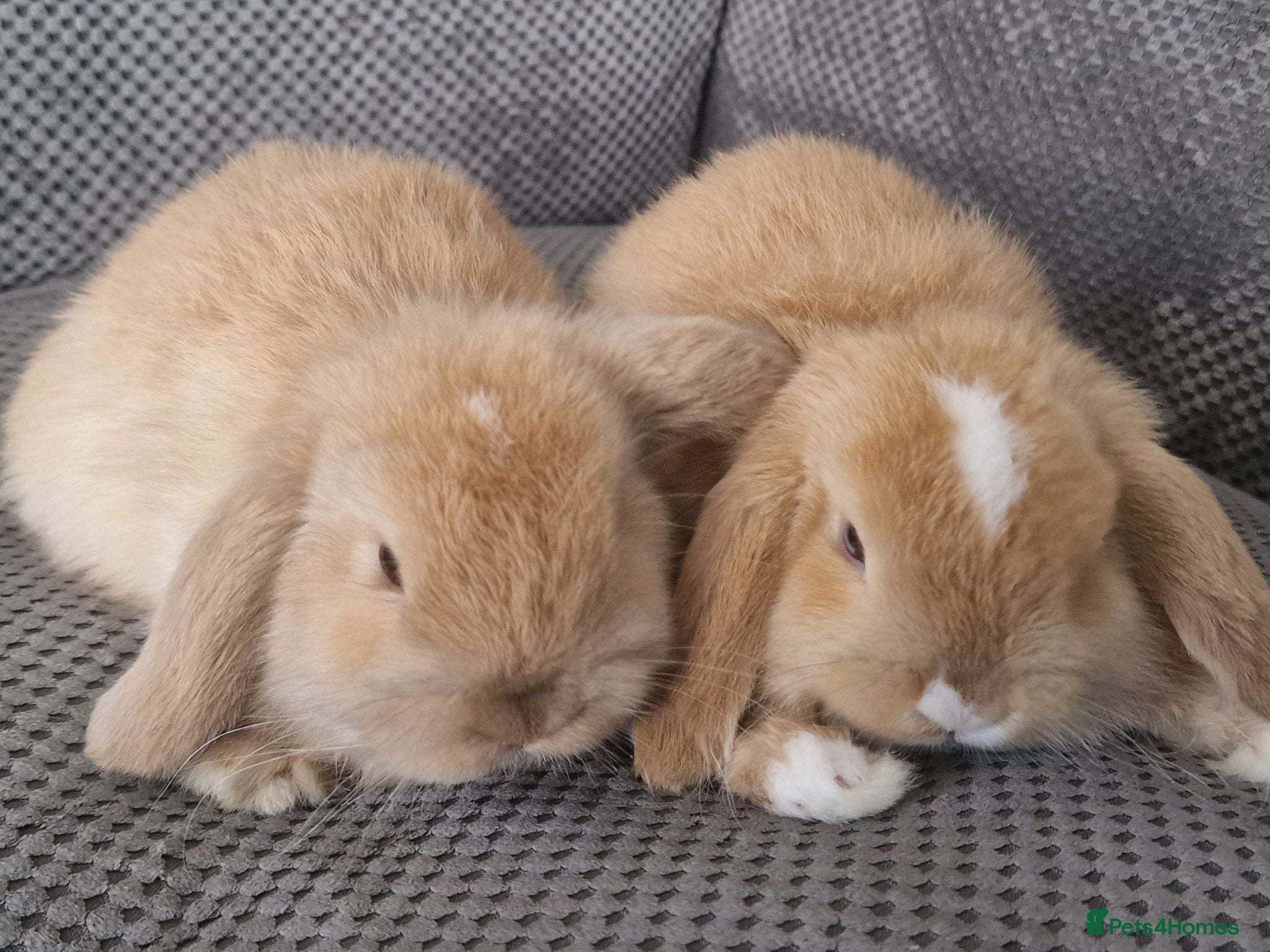 Mini Lop rabbits Beautiful mini lops baby's  - Advert 2