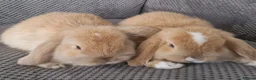 Mini Lop rabbits for sale: Beautiful mini lops baby's  - Advert 1