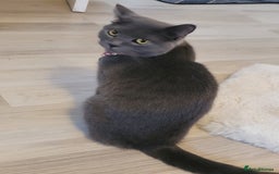 British Shorthair cats for sale: British Shorthair boy - Advert 1