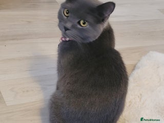 British Shorthair cats for sale: British Shorthair boy - Advert 1