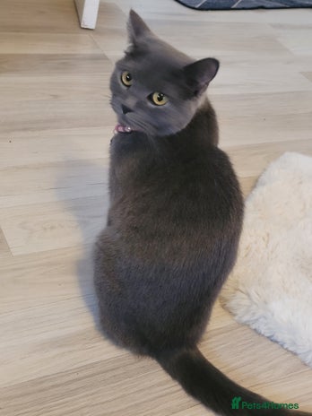 British Shorthair cats British Shorthair boy - Advert 12