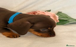 Miniature Dachshund dogs for sale: Stunning miniature dachshunds - tiny parents  - Image 14