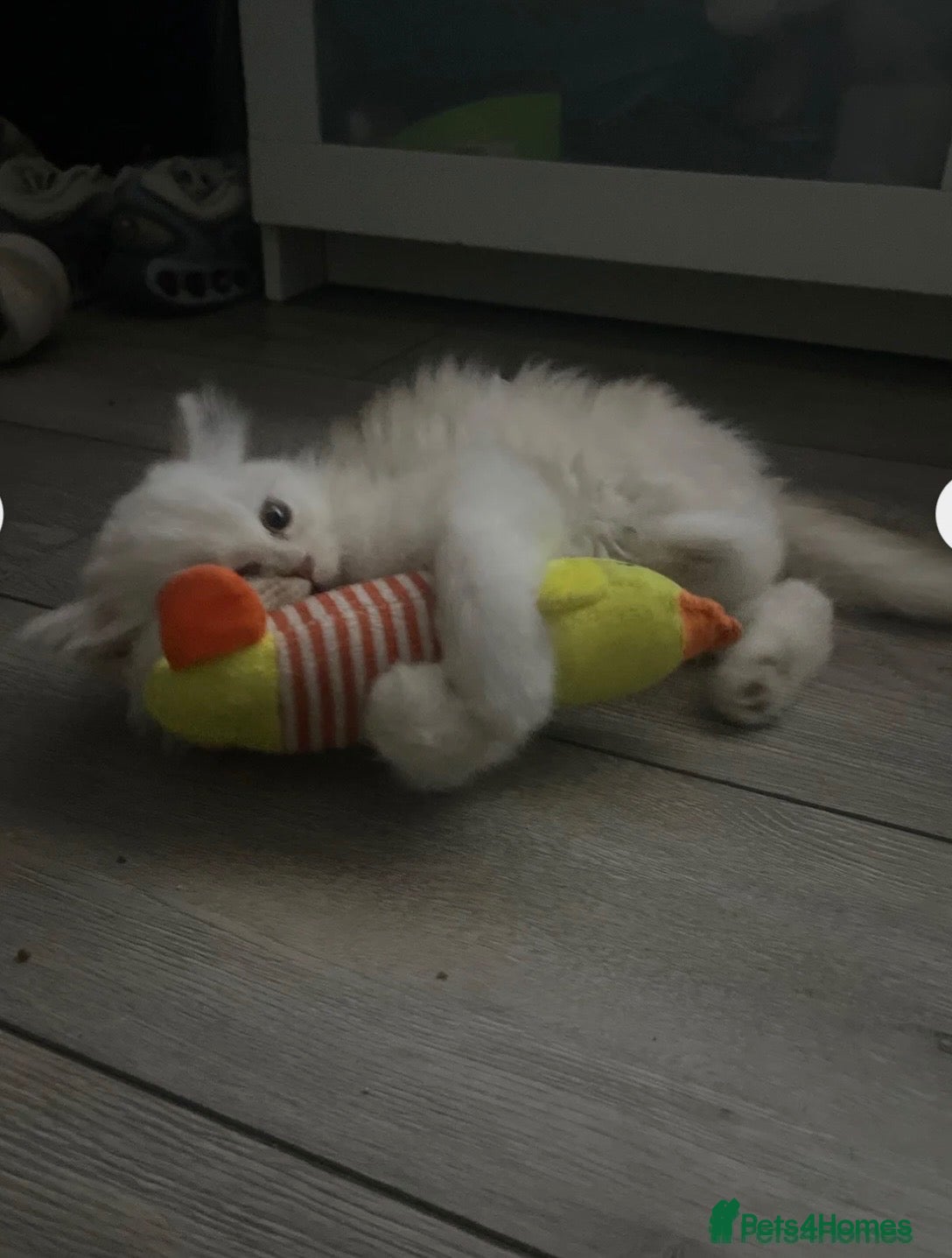 Persian cats Chinchilla Persian mix - Advert 3