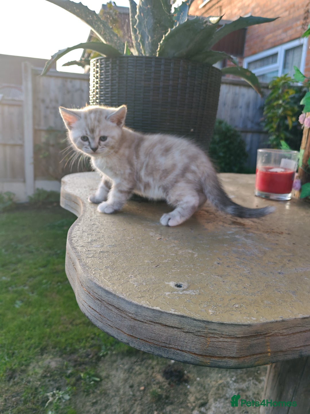 Mixed Breed cats for sale: Cute Bengal mix Kittens looking for loving homes🐱 - Image 25