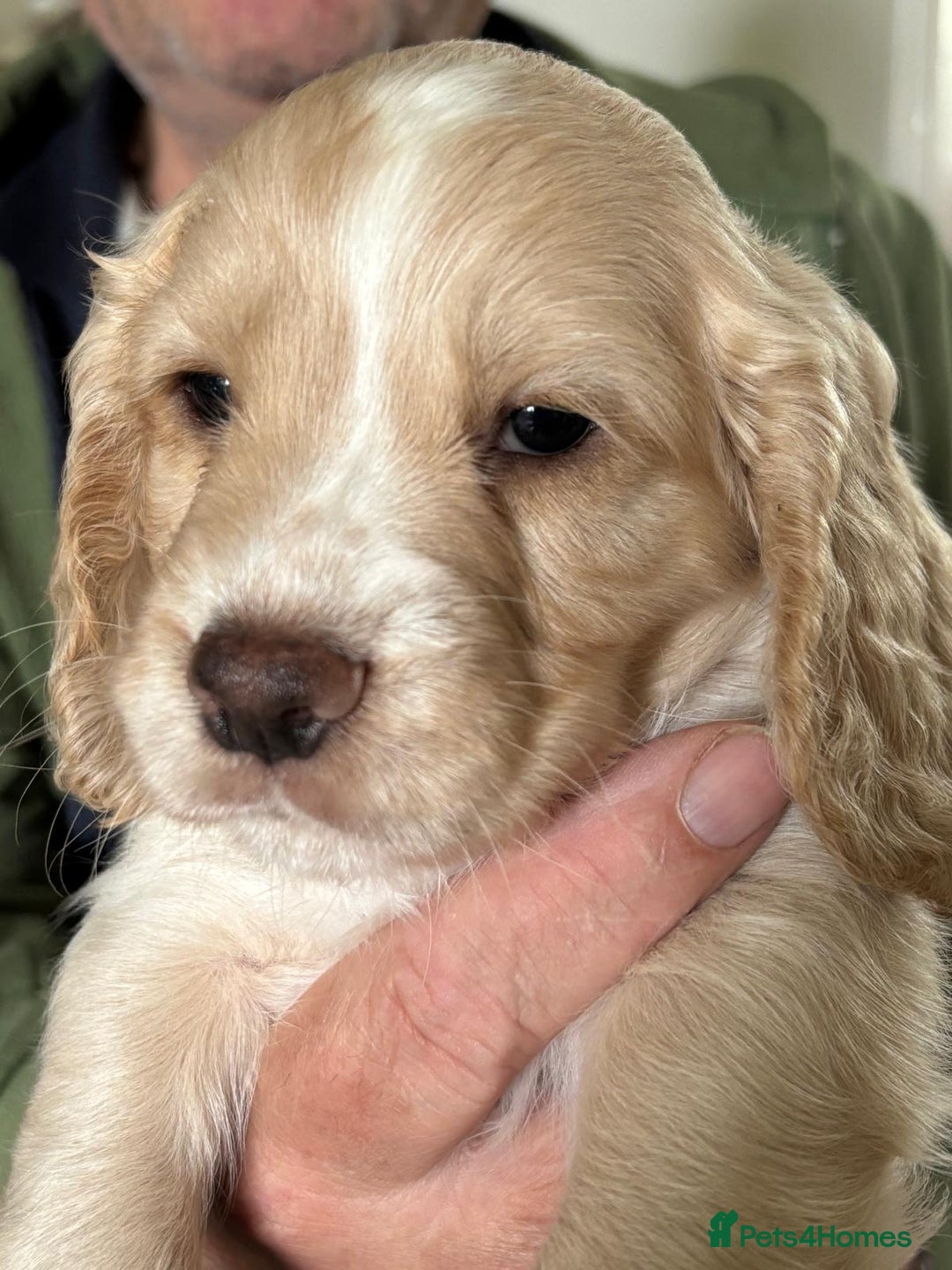Cocker Spaniel dogs for sale: Cocker spaniels - Image 3