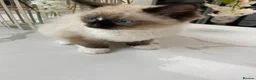 Ragdoll cats for sale: TICA registered Ragdoll Kittens Available  - Advert 23