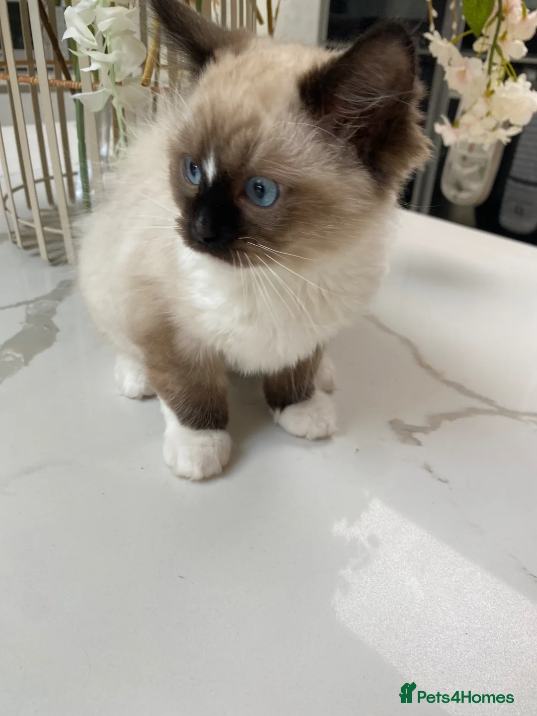 Ragdoll cats for sale: TICA registered Ragdoll Kittens Available  - Advert 23