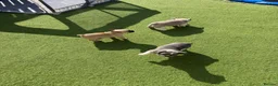French Bulldog dogs for sale: Frenchie puppies  in Kirkcaldy - Advert 6